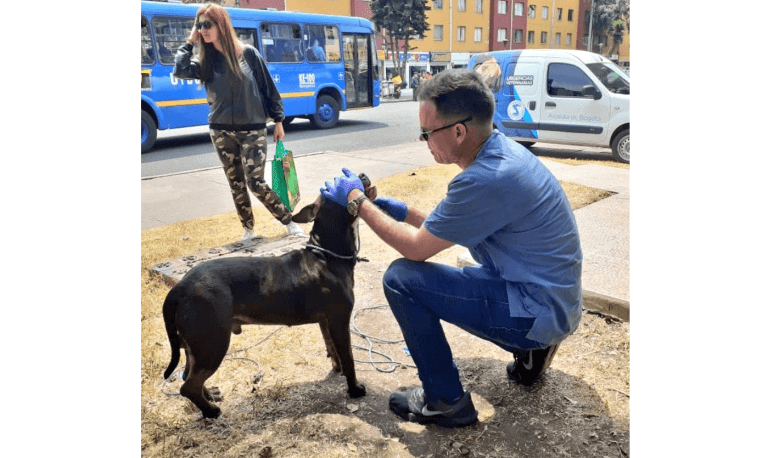 Un perro fue lanzado vivo desde un puente peatonal en Kennedy