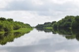 Ruta de la restauración en un bosque de manglar.