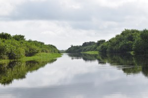 Ruta de la restauración en un bosque de manglar.