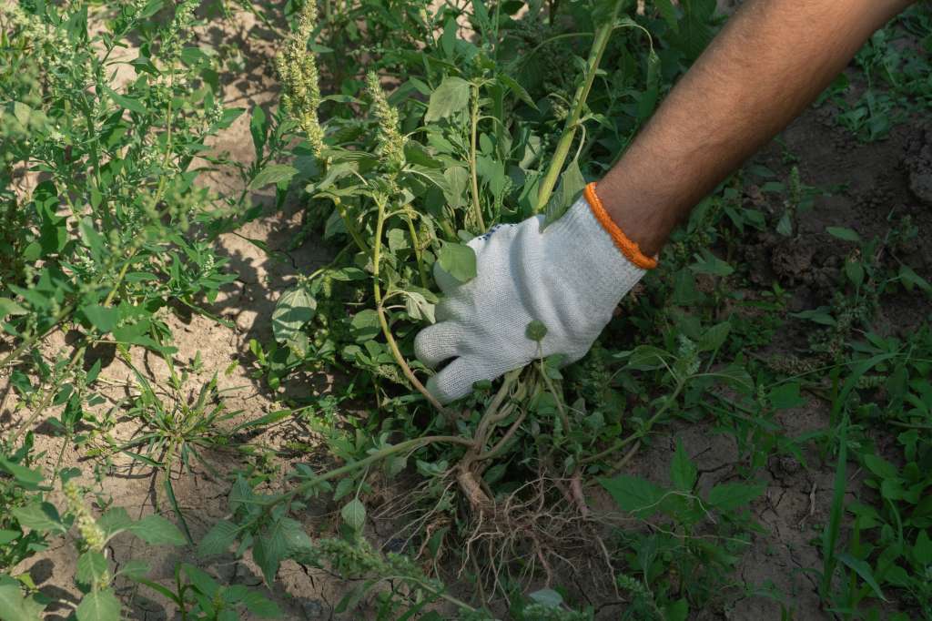 Fotografía que muestra una mano con un guante removiendo maleza en un jardín.