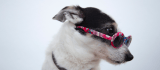 Nombres para perros machos: 10 opciones para que le pongas a tu mascota