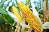 Unión Europea autoriza otros 19 productos de Monsanto y Dupont