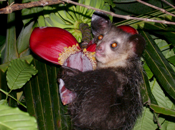 El aye-aye (Daubentonia madagascariensis) es un primate endémico de Madagascar.