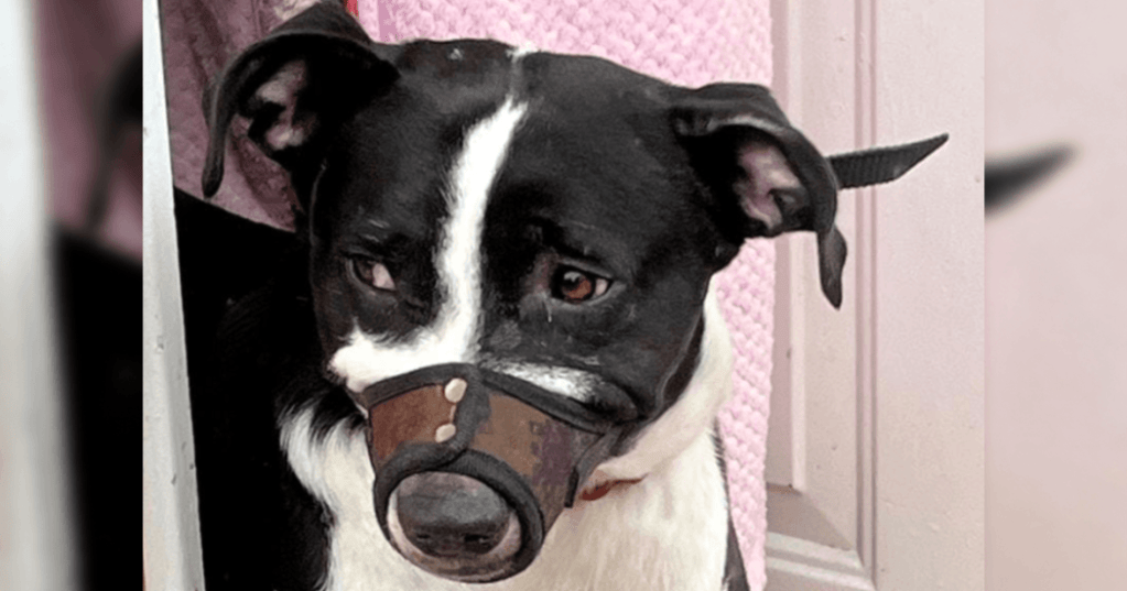 Veterinarios evaluarán si Lazy presenta lesiones, enfermedades o afectaciones de comportamiento.
