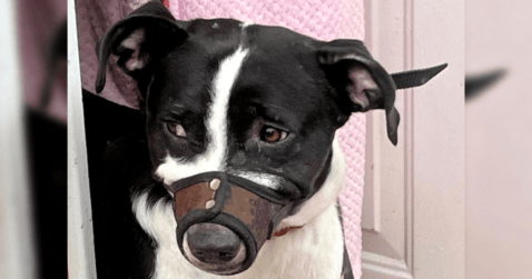 Rescatan a Lazy, un pitbull que permanecía encerrado en una vivienda de Usme