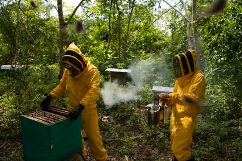 Así se construye paz en Catatumbo a través del rescate de abejas en riesgo