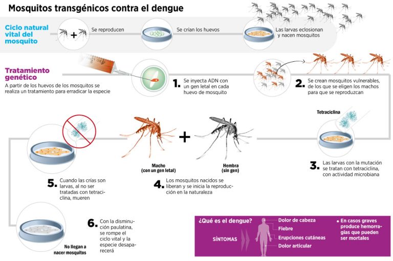 La segunda era de los transgénicos