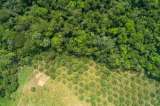 Saber dónde restaurar, clave para recuperar los bosques del país