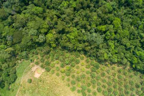 Saber dónde restaurar, clave para recuperar los bosques del país