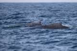 En video: liberan a una ballena atrapada en red de pesca en el Pacífico colombiano