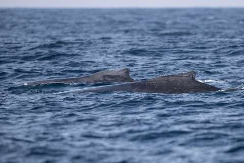 En video: liberan a una ballena atrapada en red de pesca en el Pacífico colombiano