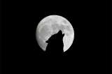 Calendario lunar 2024: ¿qué es la luna del lobo y cuándo ocurrirá?