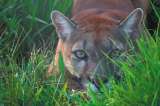 Sí es posible convivir con jaguares y pumas