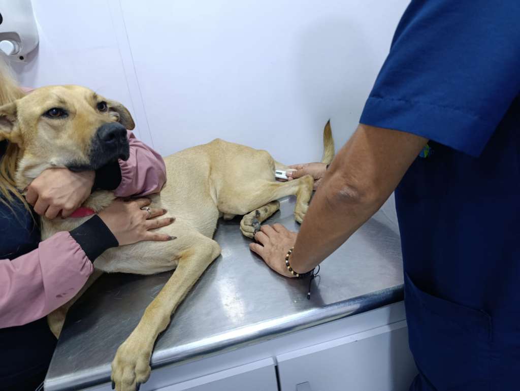 Pony sobrevivió al moquillo, pero aún necesita ayuda para sanar