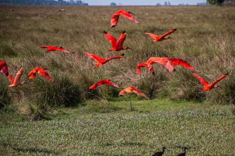 Sabanas inundables de Cinaruco, otra joya verde bajo protección