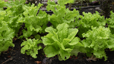 ¿Qué debe tener en cuenta para armar una huerta? Una experta le explica