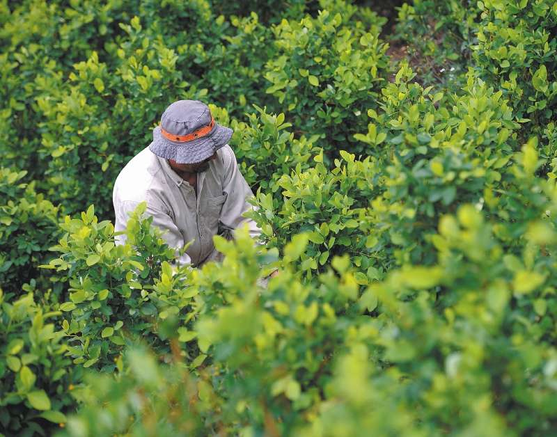 En varias regiones del país se vive una crisis por la ausencia de compradores de hoja de coca.