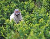 Los esfuerzos del gobierno Petro por dejar de satanizar la hoja de coca