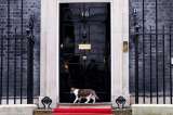El “primer felino” de Reino Unido: el gato Larry cumple 15 años en Downing Street