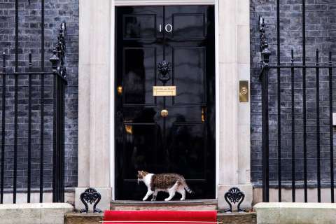 El “primer felino” de Reino Unido: el gato Larry cumple 15 años en Downing Street