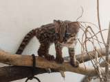 Emotivo video: tigrillo lanudo vuelve a su hábitat natural tras un año de cuidados