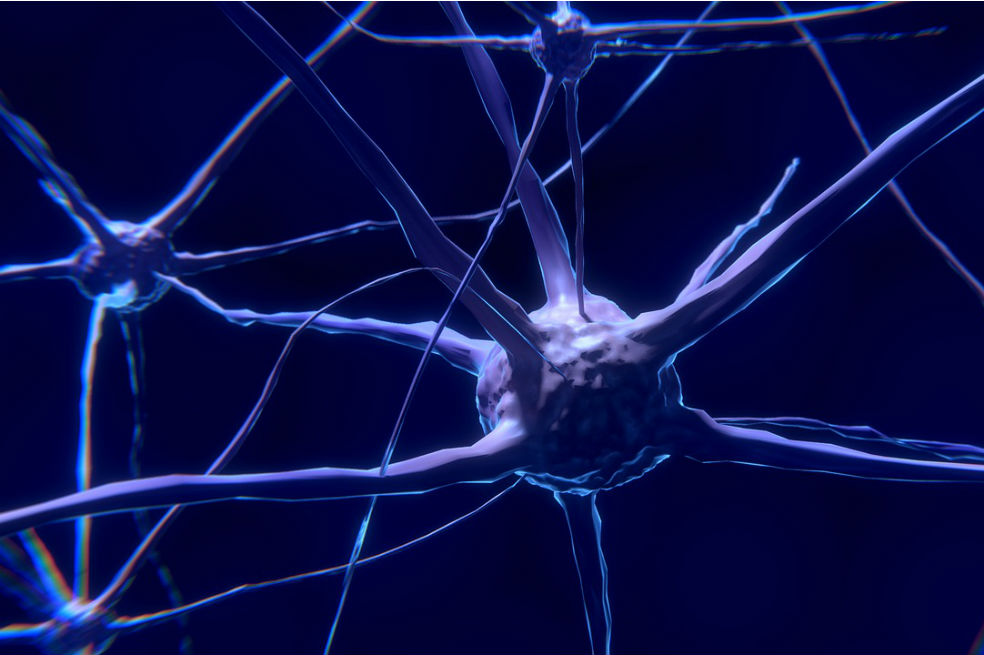 La evidencia científica ha demostrado que la inteligencia humana se apoya en la eficiencia con la que las neuronas procesan la información que entra al cerebro. / Pixabay