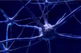 Células cerebrales más grandes sí pueden significar más inteligencia