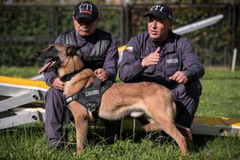 Kafir, la estrella de los perros que buscan desaparecidos