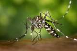 Los mosquitos, ¿por qué prefieren picar más a unos que a otros?