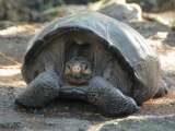 Encuentran a tortuga gigante que se creía extinta desde hace más de un siglo