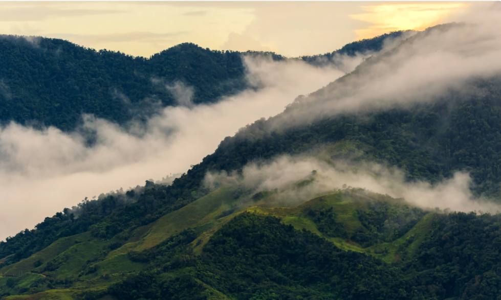 Bosque de niebla