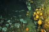 Biodiversidad de la Antártida es más rica de lo esperado