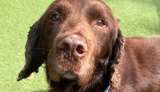 Perro fue devuelto al refugio a los 12 años: esta es la triste razón