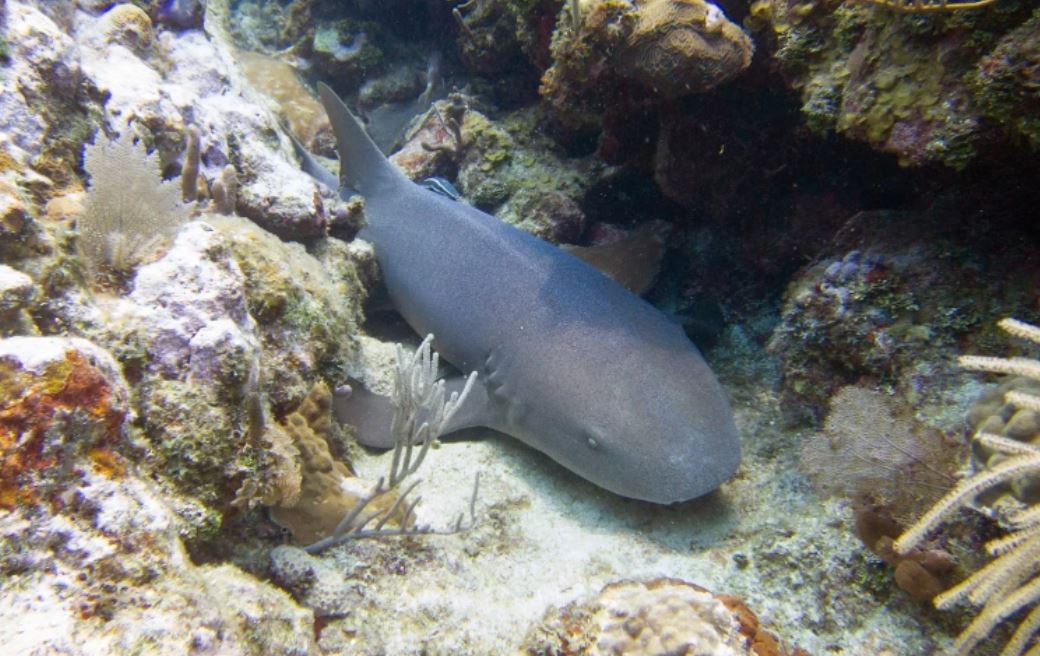 Los tiburones nodriza podrían tener un aliado sorprendente en su lucha contra los patógenos: el páncreas. /Licencia libre