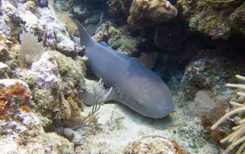 ¿Y si el sistema inmune tuvo más formas de evolucionar? Los tiburones tienen la clave