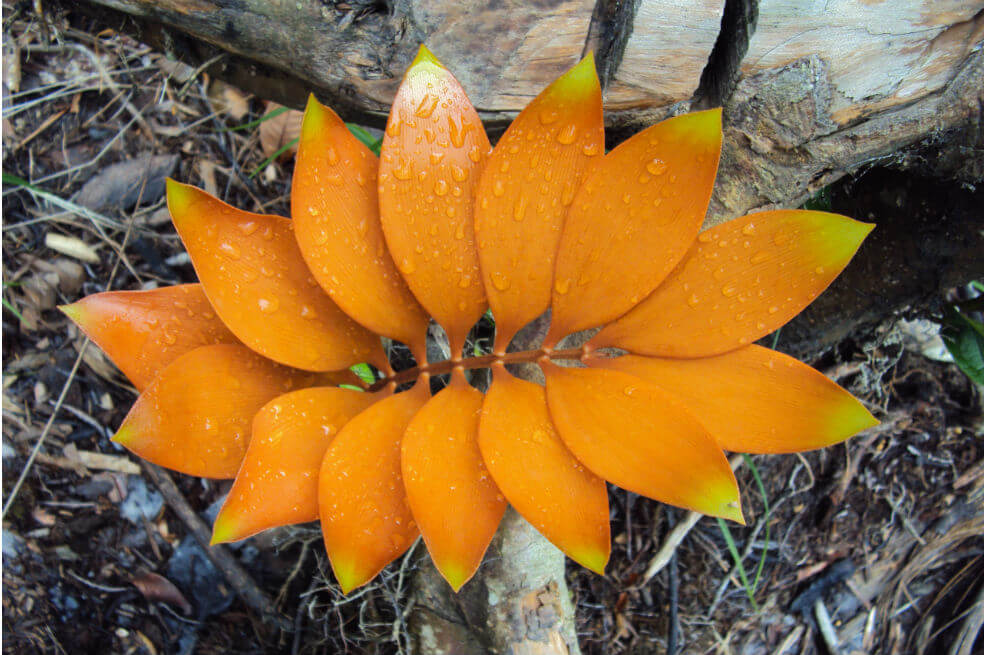 Una Zamia pyrophylla, capturada en abril de 2017.  / Cortesía Cristina López – Instituto Humboldt