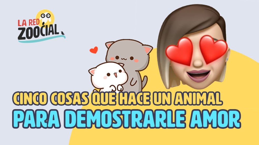 Mascotas, red zoocial, septiembre 12, 2020