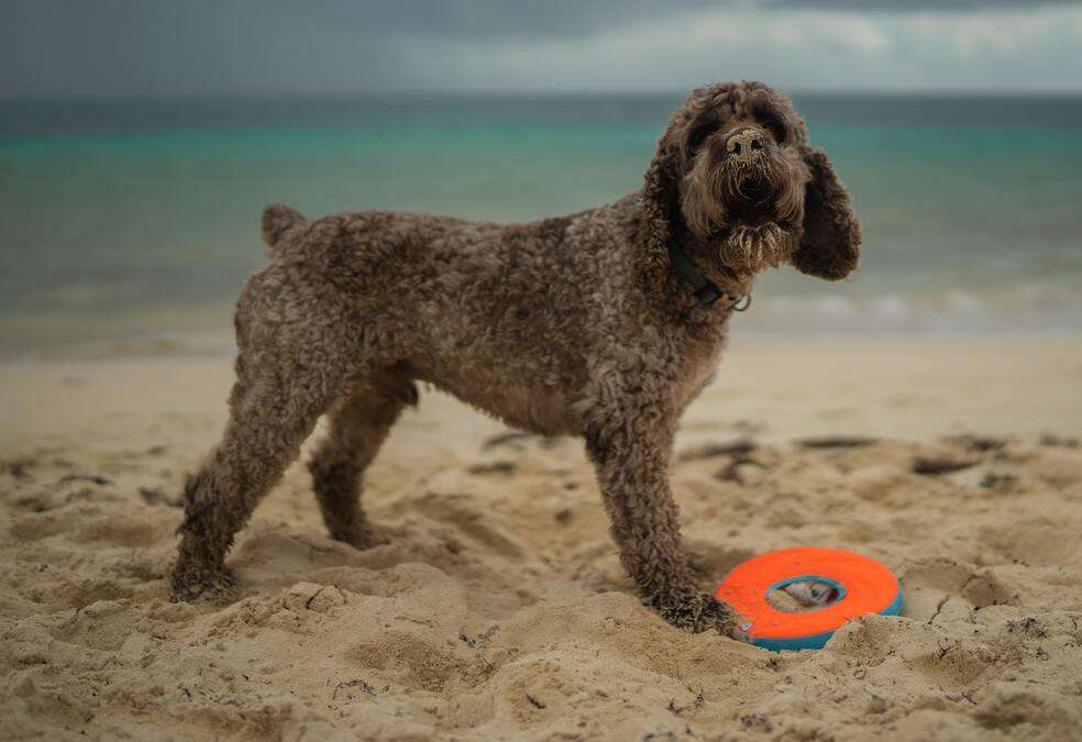 ¿Qué razas de perros tienen la esperanza de vida más larga