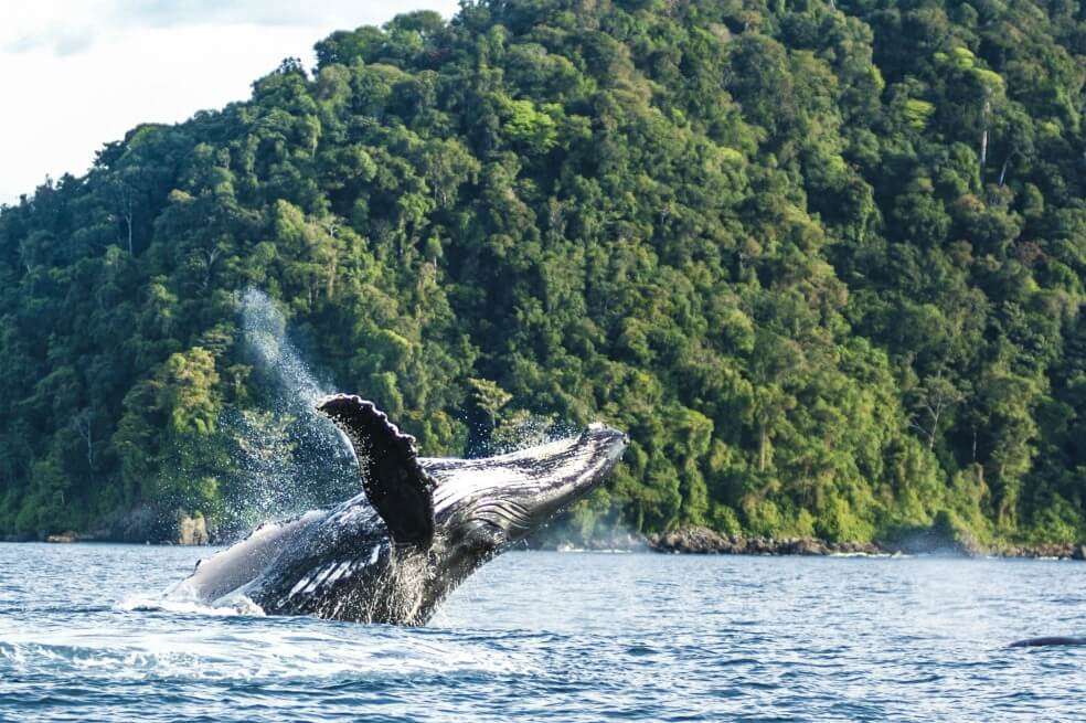 Serán cerca de 3 mil ejemplares los que visitarán las aguas del Pacífico colombiano. / Cortesía PNN