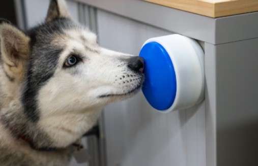 Los investigadores aseguran que el verdadero límite del invento está en la capacidad de aprendizaje del perro.