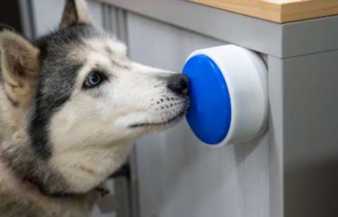 Nuevo botón permite que los perros controlen electrodomésticos y participen más en el hogar