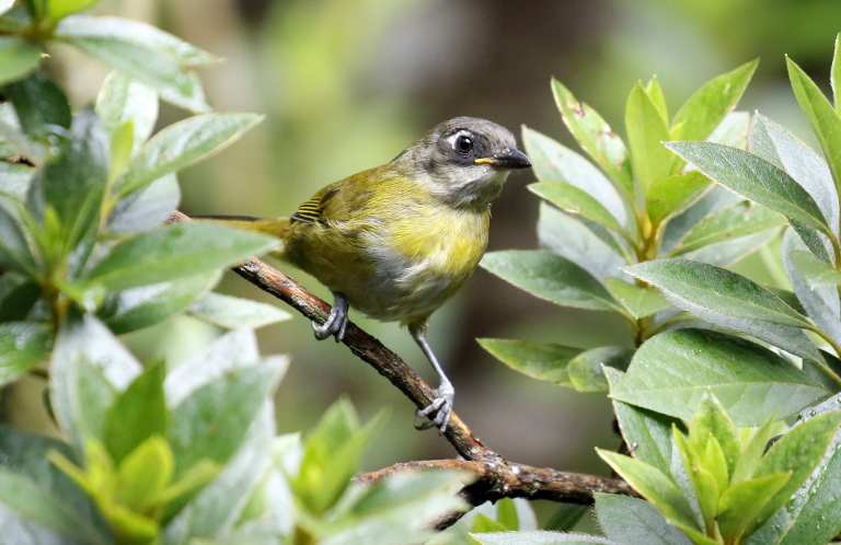 Los pájaros dormirían de pie, ¿por qué?