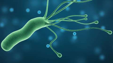 La bacteria que podría llevar a que millones de personas desarrollen cáncer de estómago