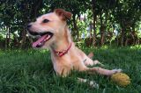 No más perros y gatos perdidos en Bogotá: Distrito lanzará sistema de identificación