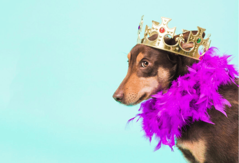 Así se realizará el primer reinado de belleza para mascotas en Colombia