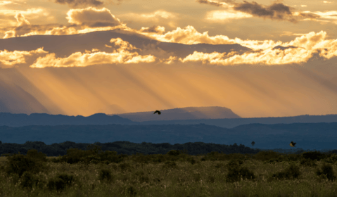 ¿Le apasiona el aviturismo? En Casanare, un safari le espera para descubrir aves