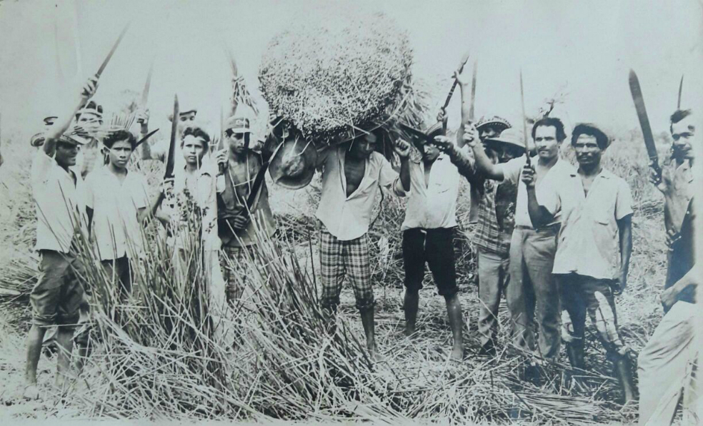 Recogedores de Enea, junco que crece en medio del agua, en la Ciénaga de Martinica (Córdoba), 1976. Fundación del Caribe.