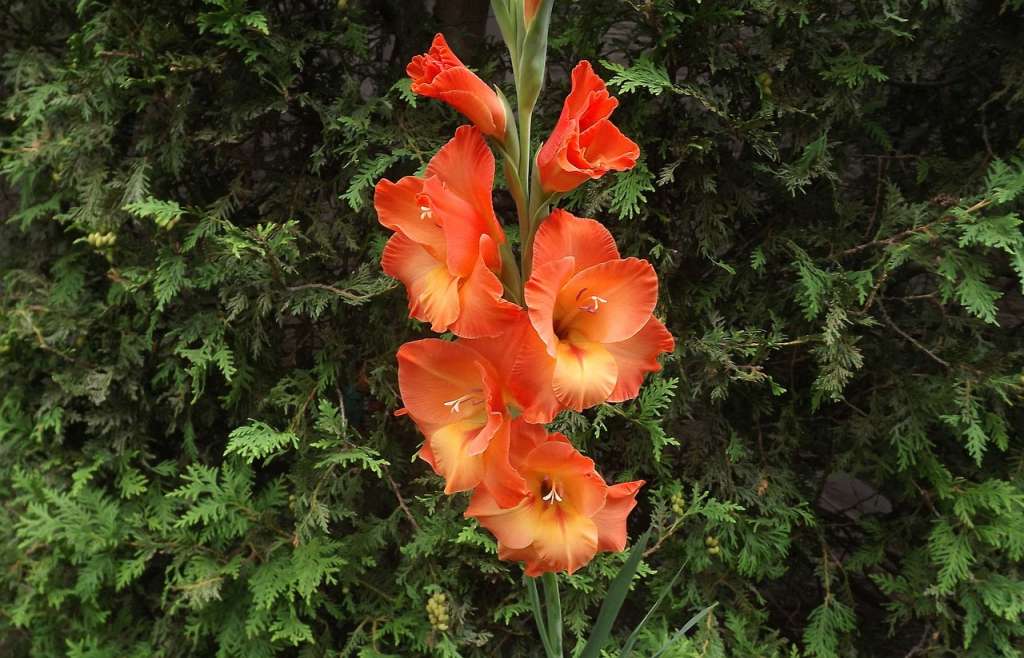 Es una planta fácil de cuidar, pero sus flores son delicadas.