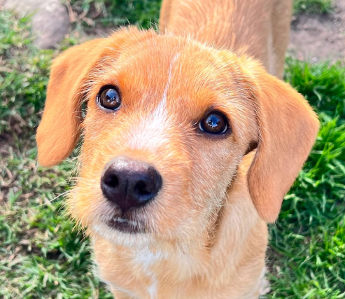 Dos cachorras esperan ser adoptadas