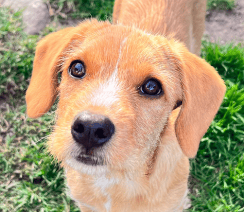 Estas dos cachorras fueron abandonadas y ahora buscan familia que les dé un hogar